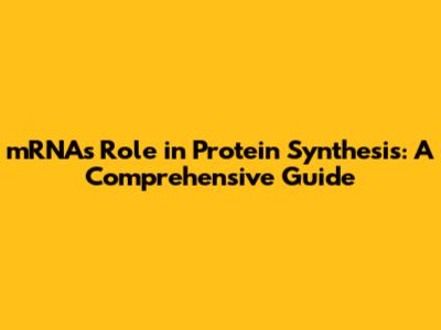 mRNA's Role in Protein Synthesis: A Comprehensive Guide